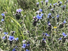 Alkanna strigosa