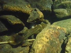 Tachysurus trilineatus