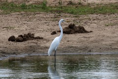 Ardea alba melanorhynchos