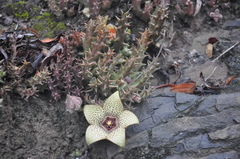 Orbea verrucosa