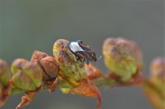 Spilostethus trilineatus