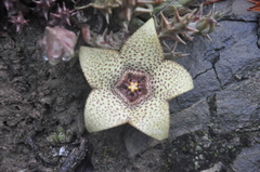 Orbea verrucosa