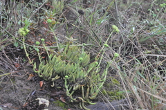 Crassula mesembryanthoides hispida