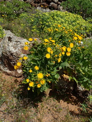 Sonchus pinnatifidus