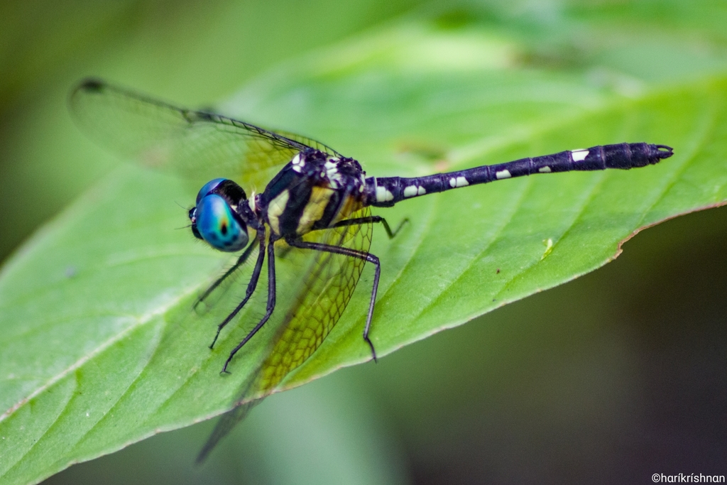 Pigmy Skimmer