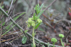 Crassula mesembryanthoides hispida