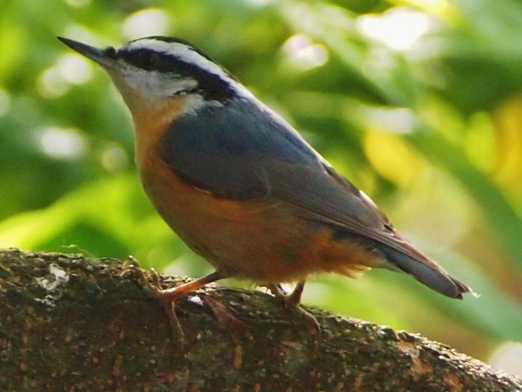Red-breasted Nuthatches: Living in Conifer Woods
