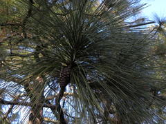 Pinus pringlei