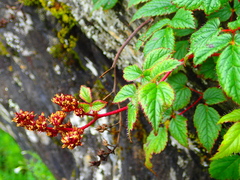Astilbe macroflora