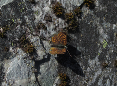 Lycaena tama