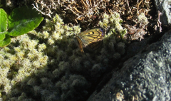 Lycaena tama