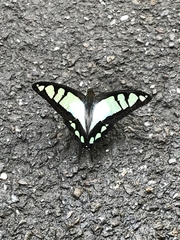 Graphium cloanthus