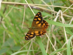 Heteronympha solandri