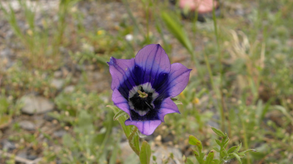Campanilla