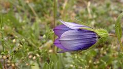 Campanula reuteriana
