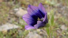 Campanula reuteriana