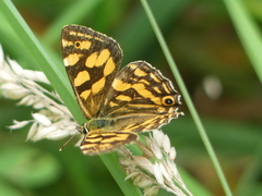 Oreixenica kershawi