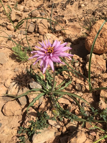 Pseudopodospermum undulatum subsp. deliciosum image