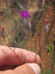 Parapolydora fastigiata