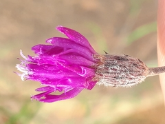 Parapolydora fastigiata