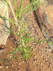 Parapolydora fastigiata