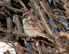 Passer domesticus