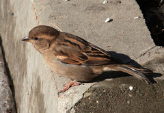 Passer domesticus