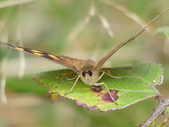Heteronympha solandri