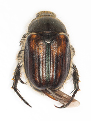 Anisoplia