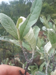 Brachylaena rotundata