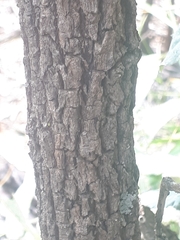 Brachylaena rotundata