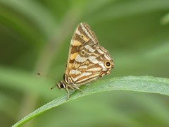 Oreixenica kershawi