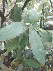 Brachylaena rotundata