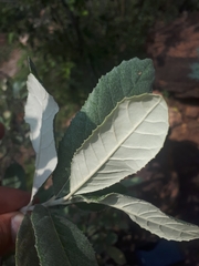 Brachylaena rotundata