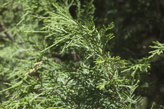 Juniperus semiglobosa