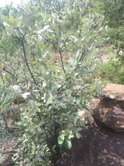 Brachylaena rotundata