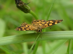 Oreixenica kershawi