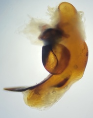 Pterostichus illustris