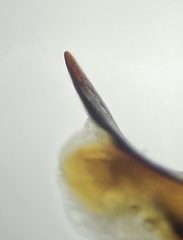 Pterostichus illustris