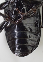 Pterostichus illustris