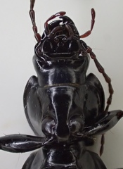Pterostichus illustris