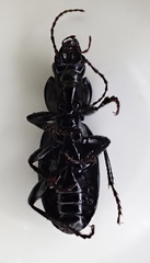 Pterostichus illustris