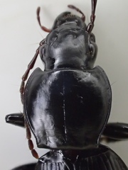 Pterostichus illustris
