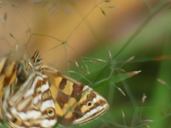 Oreixenica kershawi