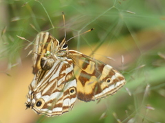 Oreixenica kershawi