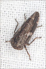 Eurymeloides adspersa
