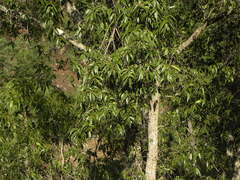 Quercus laurina