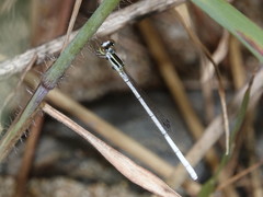 Agriocnemis argentea