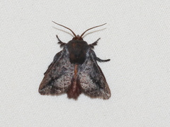 Doratifera stenora