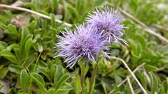 Globularia trichosantha